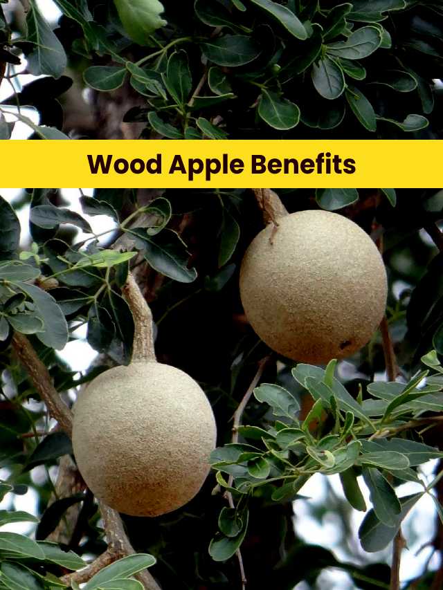 summer-fruit-best-5-wood-apple-benefits